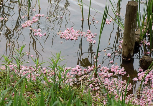 201105030846-DSC02977.jpg
