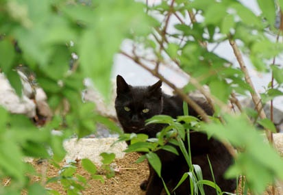 201105030855-DSC02992.jpg
