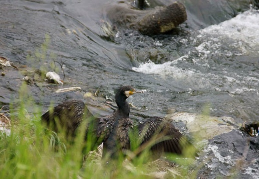 201105031121-DSC03134.jpg