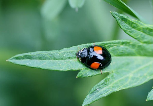 201105031147-DSC03237.jpg