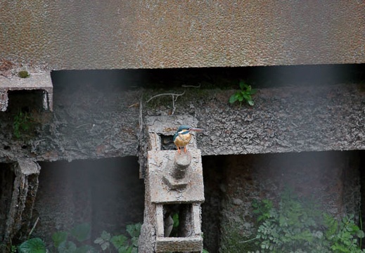 201105031205-DSC03280.jpg