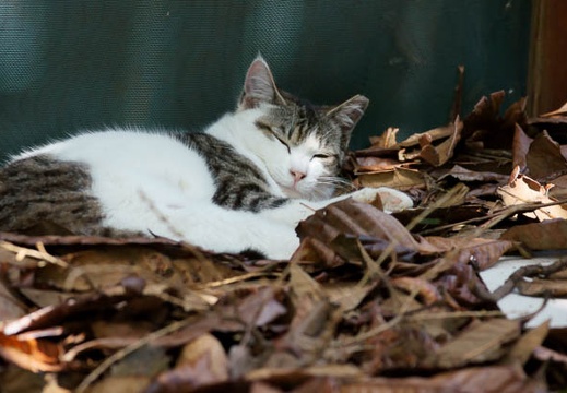 201105041054-DSC03423.jpg