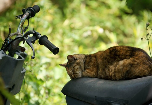 201105041108-DSC03434.jpg