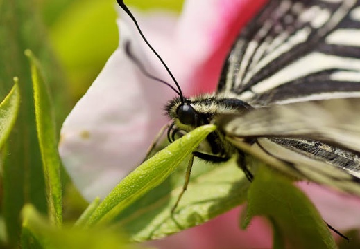 201105041128-DSC03462.jpg