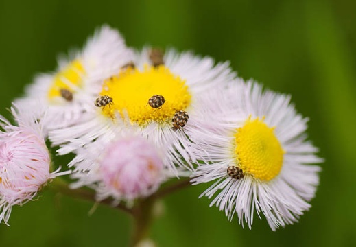 201105041231-DSC03547.jpg