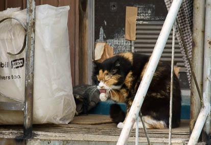 201105041258-DSC03596.jpg