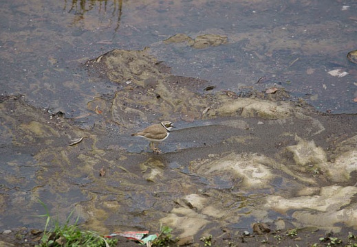 201105041333-DSC03691.jpg