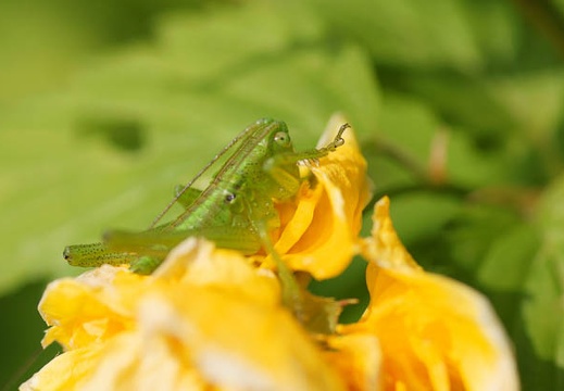 201105041351-DSC03727.jpg