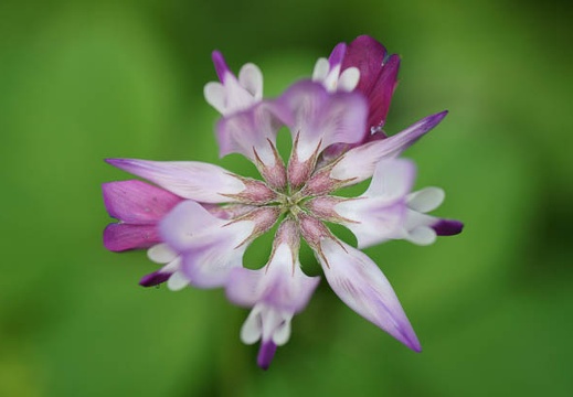201105061110-DSC03858.jpg