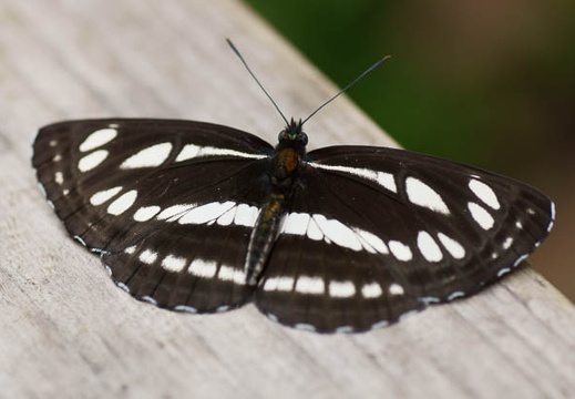 201105061117-DSC03872.jpg