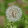 201105061131-DSC03895.jpg