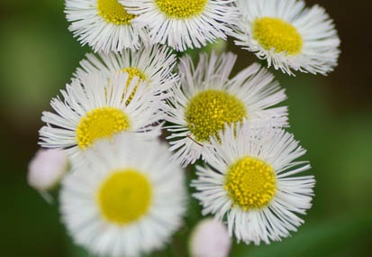 201105061205-DSC03932.jpg