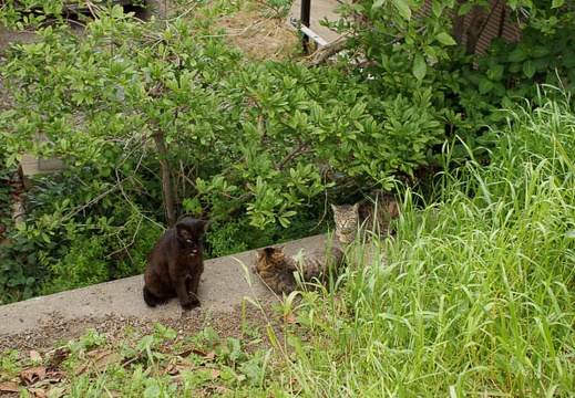 201105061347-DSC03964.jpg