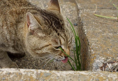 201105061351-DSC03973.jpg