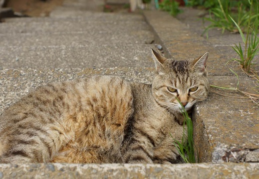 201105061352-DSC03981.jpg