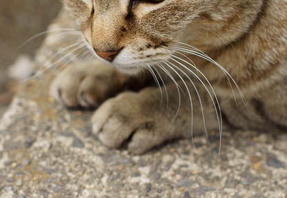 201105061354-DSC03986.jpg
