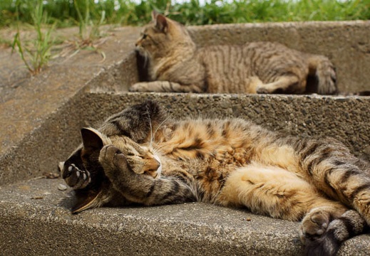 201105061400-DSC04025.jpg