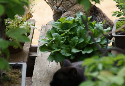 201105141413-DSC04279.jpg