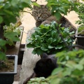 201105141413-DSC04279.jpg