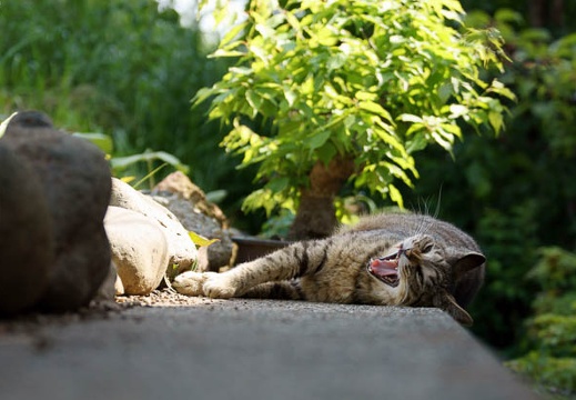 201105141429-DSC04335.jpg