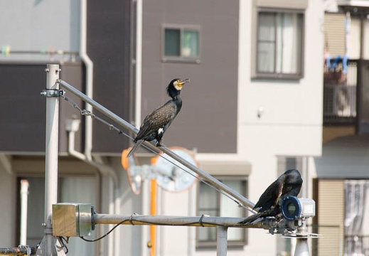 201105141459-DSC04439.jpg
