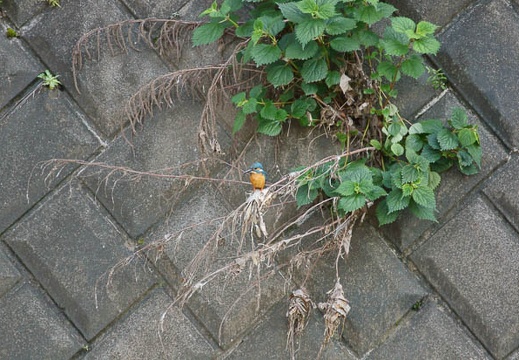 201105141517-DSC04456.jpg