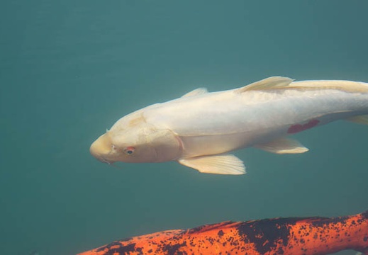 201105161401-DSC05134.jpg