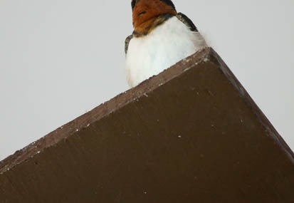 201105181457-DSC05313.jpg