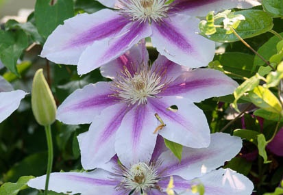201105181508-DSC05322.jpg