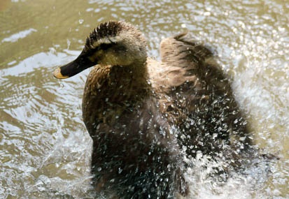 201105201315-DSC06086.jpg
