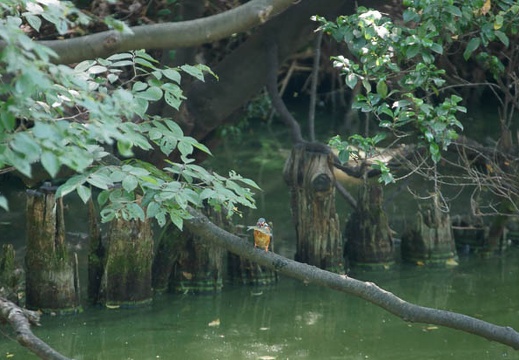 201105201507-DSC06242.jpg