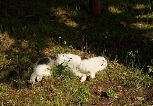 201105201528-DSC06331.jpg
