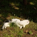 201105201528-DSC06331.jpg