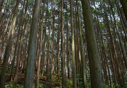201105251208-DSC06766.jpg