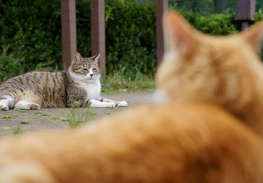 201105261352-DSC07444.jpg