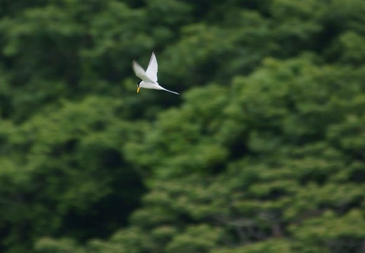 201105261446-DSC07603.jpg