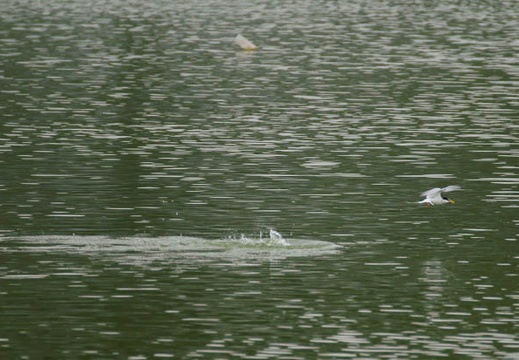 201105261450-DSC07660.jpg