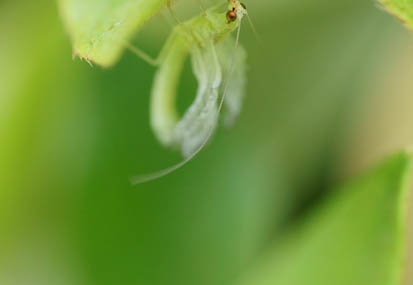 201105261550-DSC07798.jpg