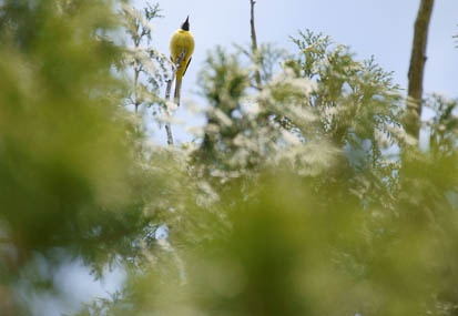 201105311052-DSC08759.jpg