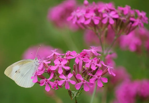 201106011211-DSC09177.jpg