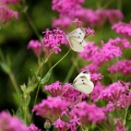 201106011213-DSC09193.jpg