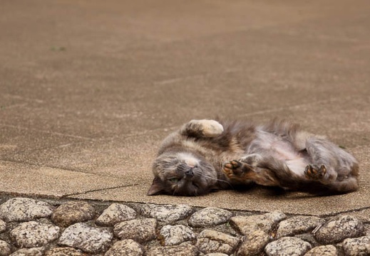201106011324-DSC09380.jpg