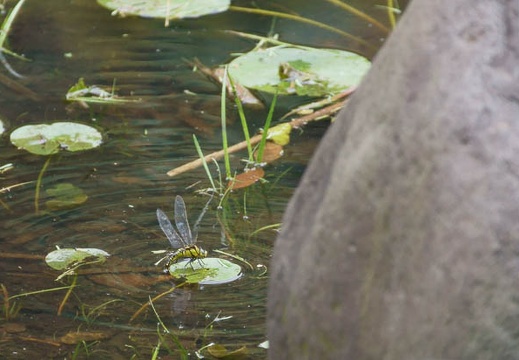201106011339-DSC09424.jpg
