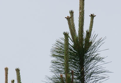 201106030955-DSC00179.jpg
