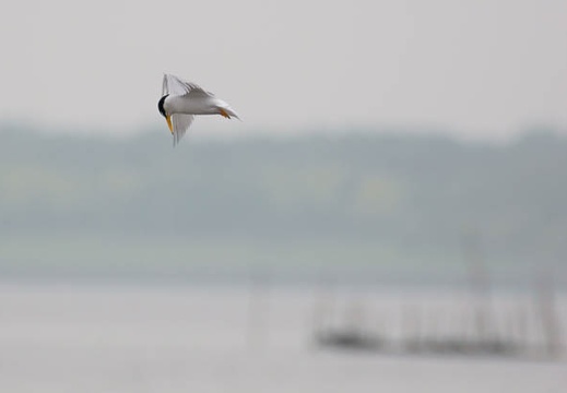 201106031042-DSC00459.jpg