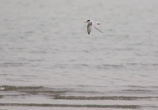 201106031043-DSC00482.jpg