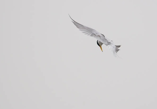 201106031054-DSC00585.jpg