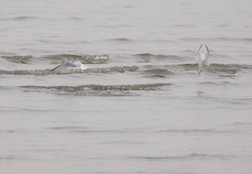 201106031057-DSC00641.jpg