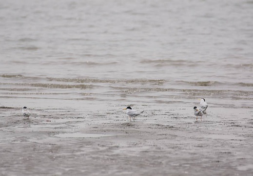 201106031106-DSC00715.jpg