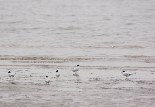 201106031107-DSC00724.jpg